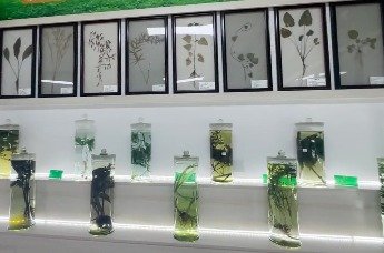 “千年药乡”药材标本库：超千余份道地药材的“素颜”你认识几个？