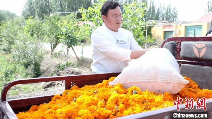 万寿菊种植采收已成为莎车县民众增收渠道之一。 西热古力·吾斯曼 摄