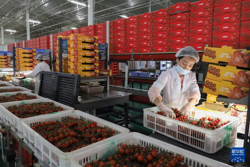 工作人员在打包采摘好的串收番茄(6月25日摄)