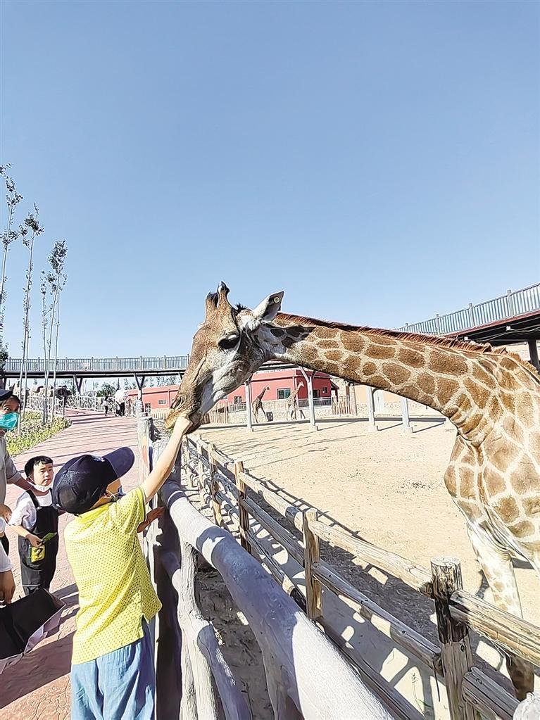 小朋友在兰州野生动物园喂长颈鹿