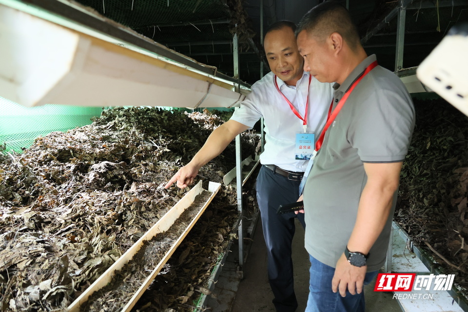 参会代表参观虫茶饲料植物钩藤。