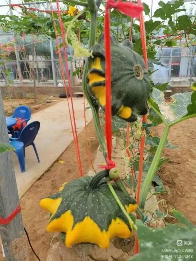 墨西哥七彩葫芦,颜色靓丽,五彩斑斓,形状各异,内皮也反彩,具有极佳的