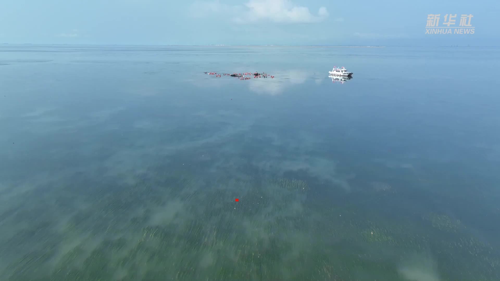 河北唐山：投礁种草修复渤海生态“海底沙漠”现“绿洲”