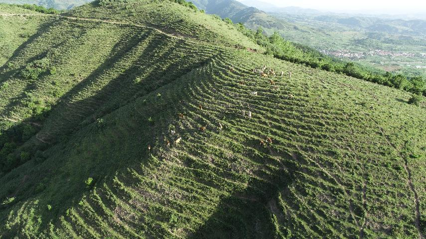 盛夏农忙好风景 华亭欣欣向荣盼丰收