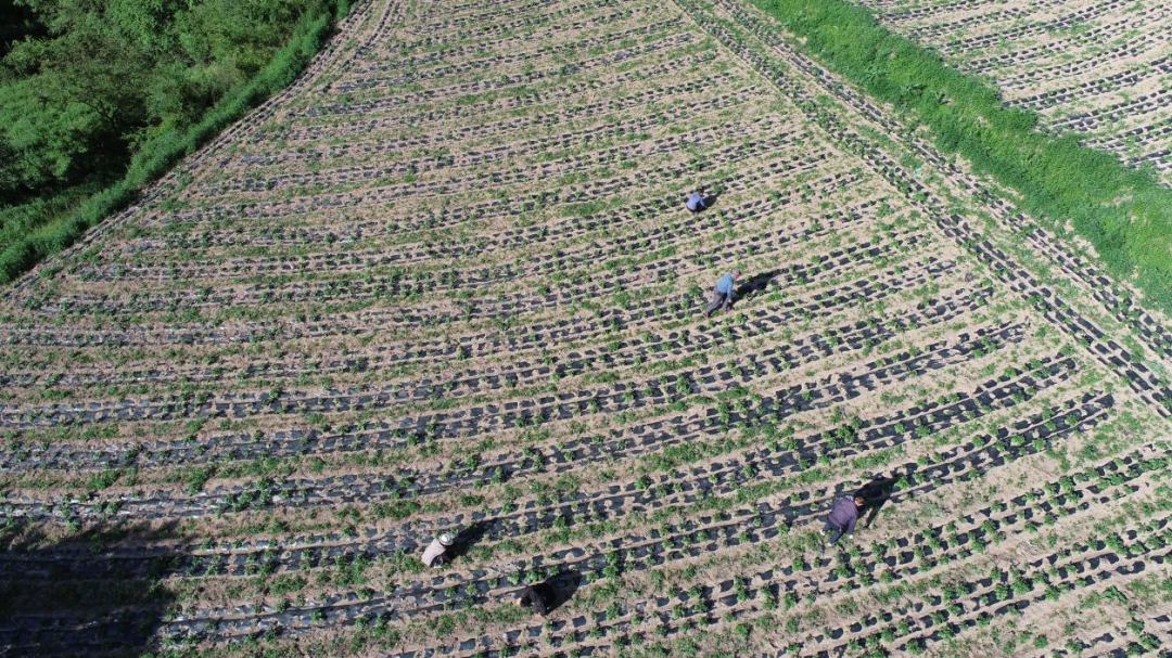 盛夏农忙好风景 华亭欣欣向荣盼丰收