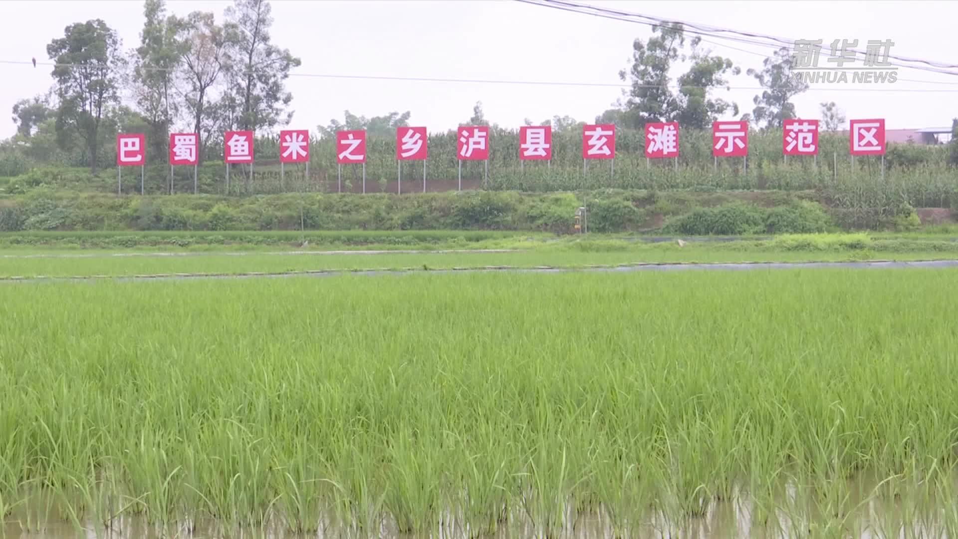 四川泸县：稻虾“共作+轮作”助力“一田四收”