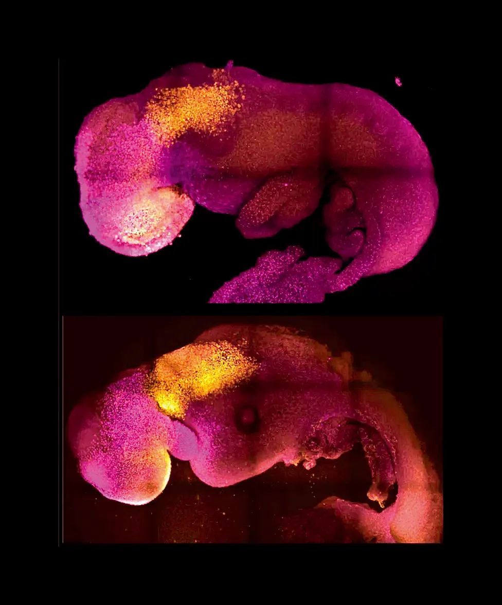 受精第8天时，自然的（上）与人工合成的（下）小鼠胚胎看起来相似，两者均可见大脑与心脏结构。图/Amadei and Handford