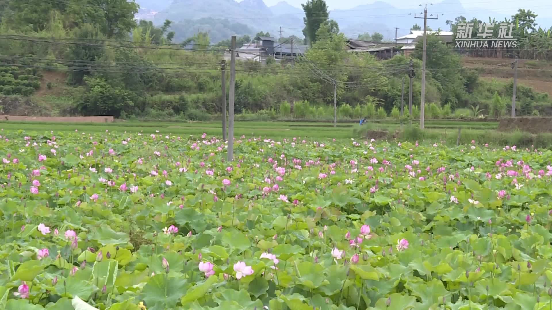 荷花也能全席！来云南澜沧品13味“荷花宴”