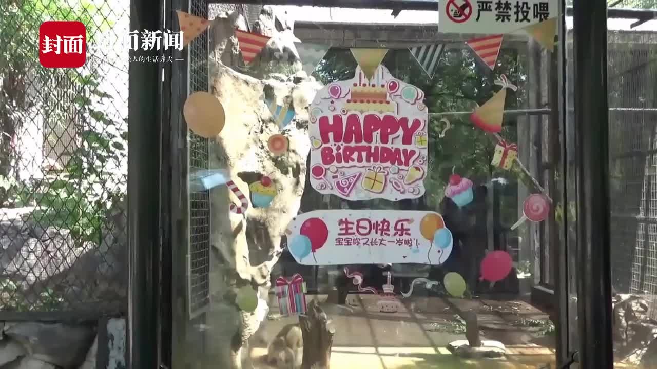 济南动物园为2岁川金丝猴举办生日会 动物园：希望唤起对金丝猴的保护意识