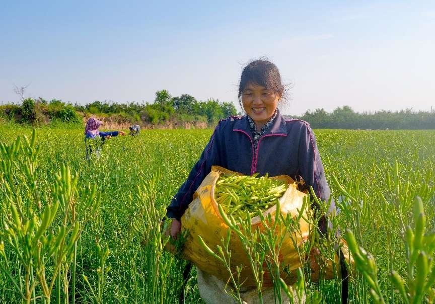 渭南合阳：黄花菜迎丰收