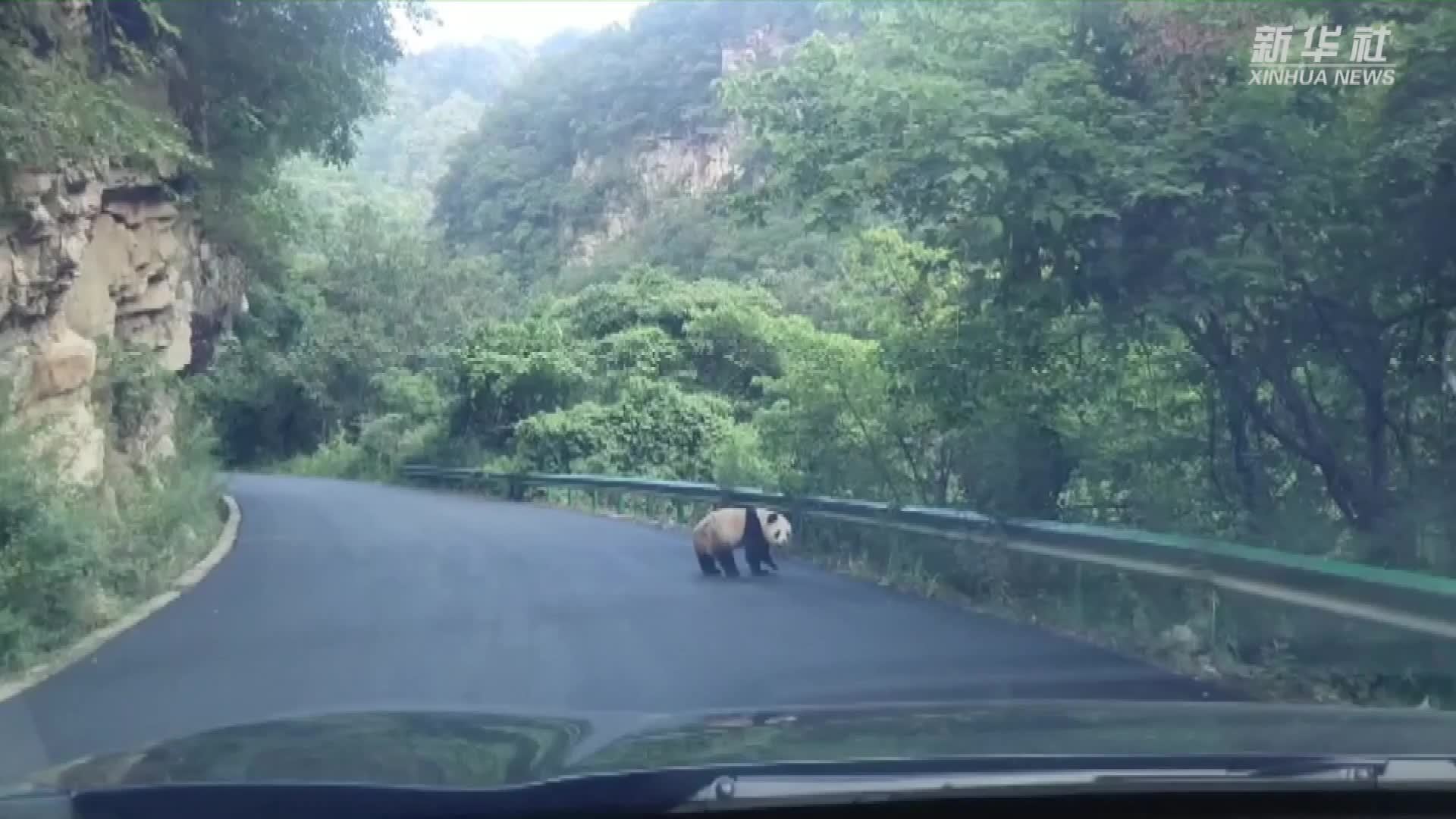 秦岭山中偶遇野生大熊猫