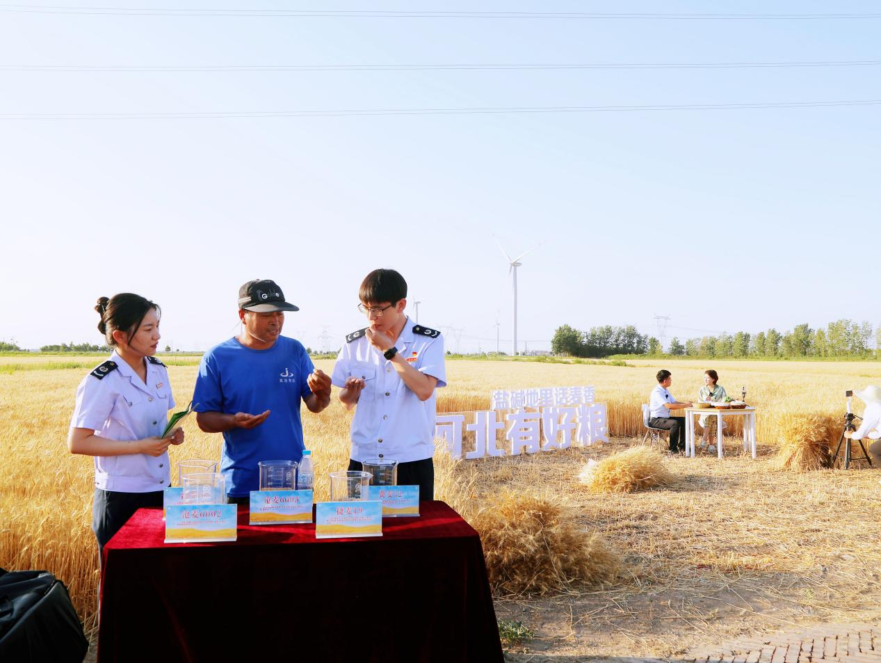 开镰了！“风”吹涌麦浪 税惠助“三农”