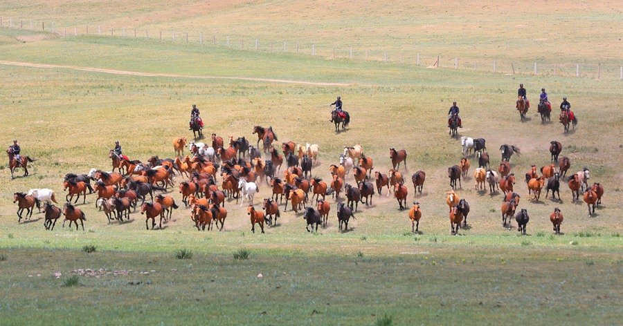 骏马在山丹马场奔驰。王超摄