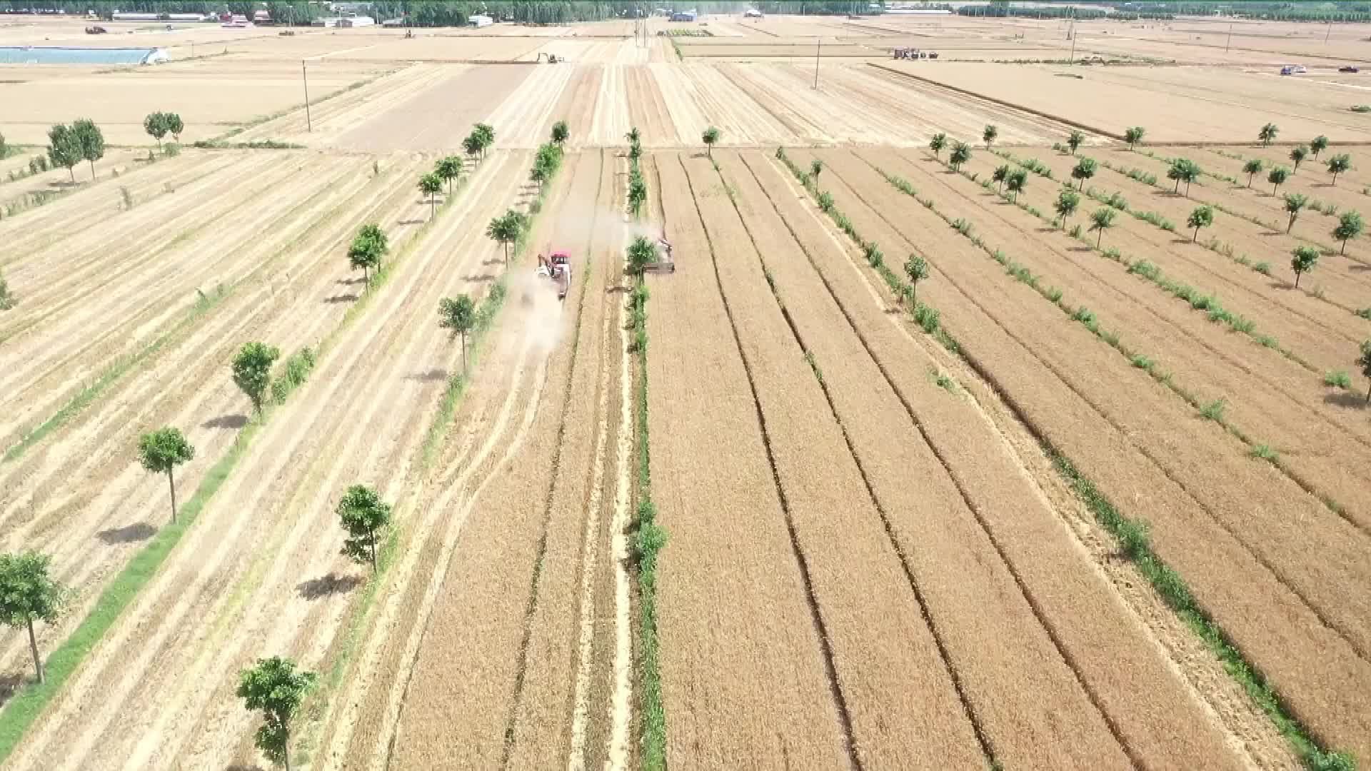 河北馆陶：黑小麦拓宽农民增收渠道