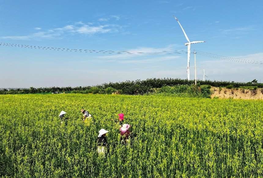 6月25日，陕西省渭南市合阳县坊镇贺家庄村民在田间采摘黄花。新华网发 （赵哓罡摄）