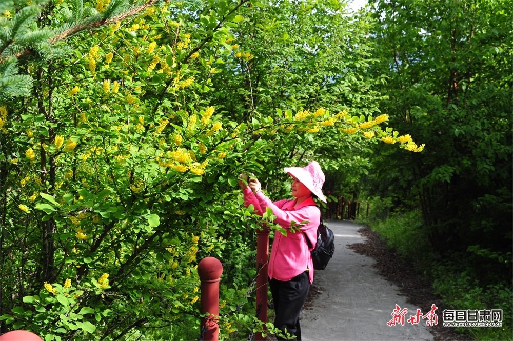 游客在拉尕山拍照 宋菲菲 摄