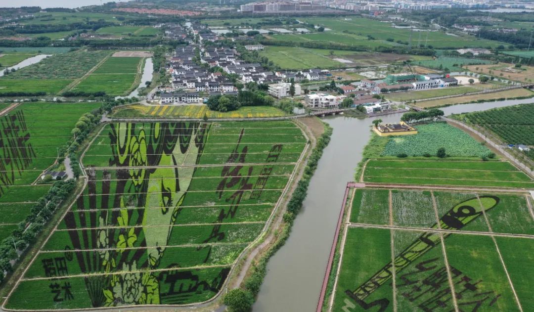 一幅《牡丹亭》稻田3D画展现在昆山市张浦镇尚明甸村的3D稻田艺术画稻田里。（2020年8月8日摄）新华社记者杨磊 摄