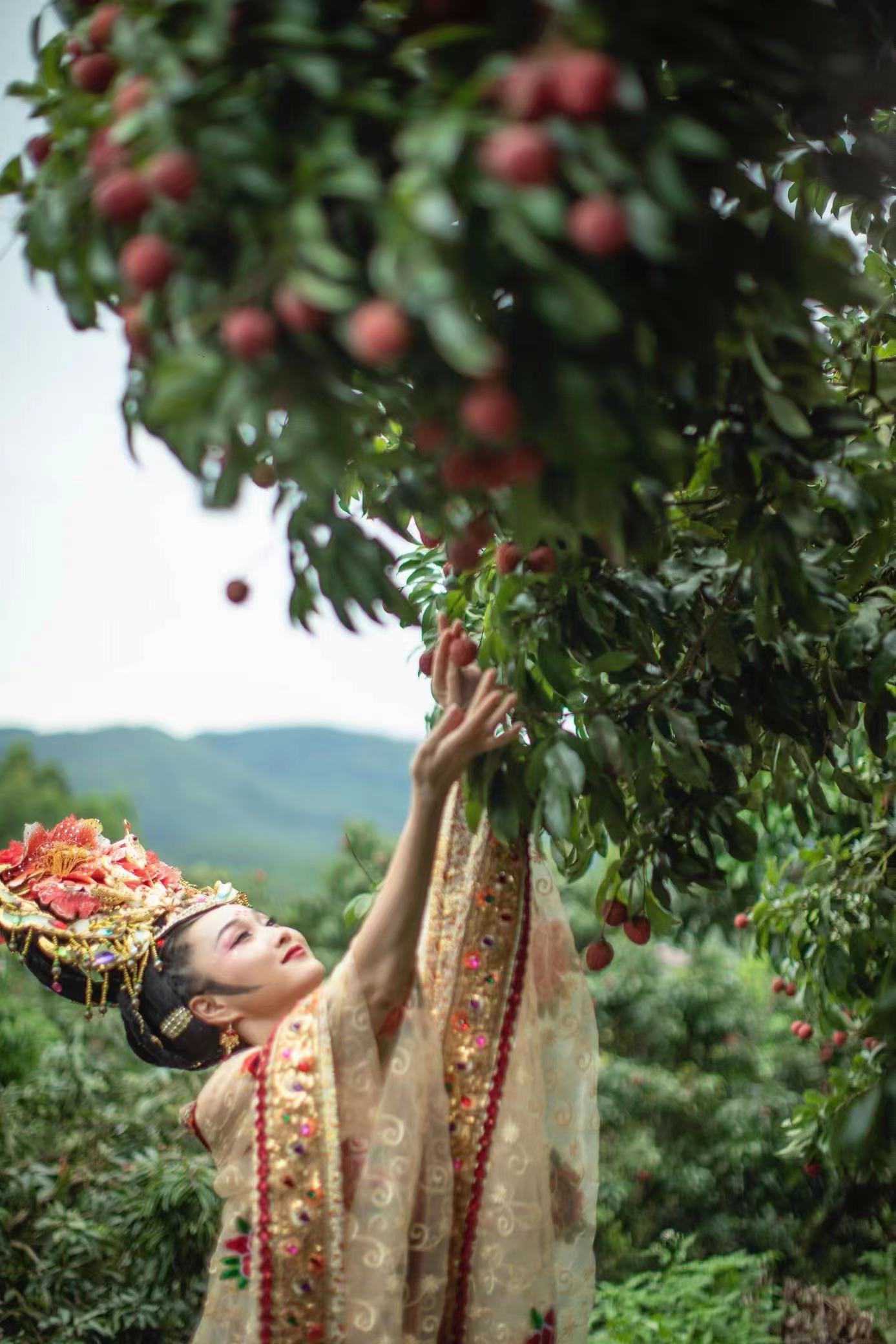 杨贵妃赴广州增城摘荔品荔感受超越味蕾的甜蜜体验荔枝文化的魅力