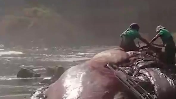 海滩现巨大抹香鲸尸体，专家：9.5公斤龙涎香，致其肠梗阻而死