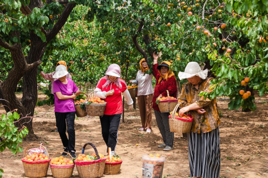 果满夏庄，“杏”运随行——夏庄街道少山红杏采摘季圆满落幕