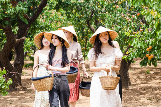 果满夏庄，“杏”运随行——夏庄街道少山红杏采摘季圆满落幕