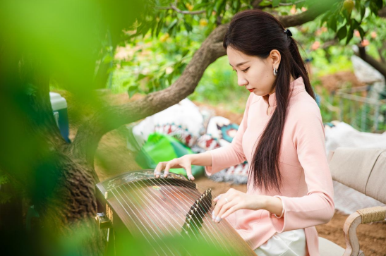 果满夏庄，“杏”运随行——夏庄街道少山红杏采摘季圆满落幕