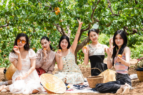 果满夏庄，“杏”运随行——夏庄街道少山红杏采摘季圆满落幕