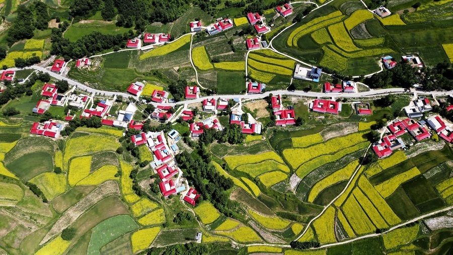 图为积石山县吹麻滩镇油菜花田景色（6月29日摄） 新华社发（史有东 摄）