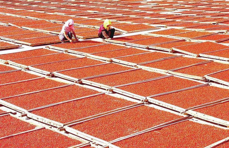 枸杞产业助农增收