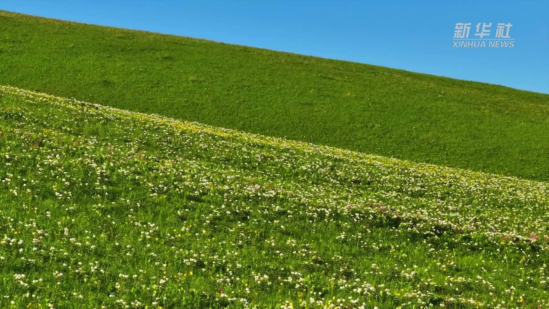 千城胜景｜内蒙古额尔古纳：芍药花儿开满坡