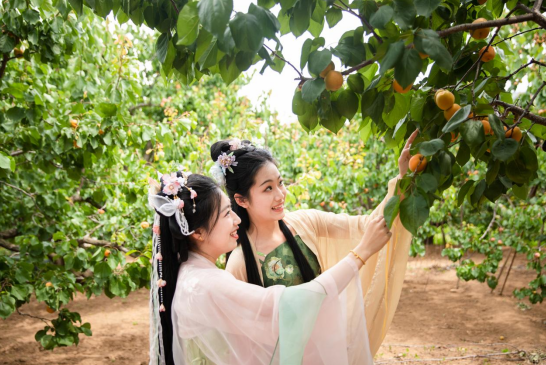 果满夏庄，“杏”运随行——夏庄街道少山红杏采摘季圆满落幕