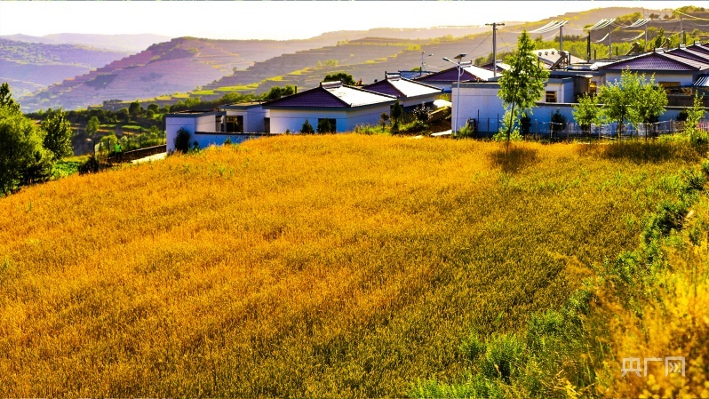 庄浪县柳梁镇周蒲村的民居与金黄色的麦田交相辉映（央广网发 张沛杰 摄）