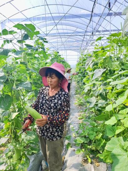 吉安永新县：羊角蜜喜丰收