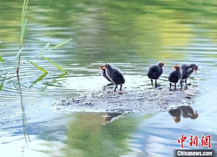 7月7日，河北省平泉市瀑河湿地公园，白骨顶鸡雏鸟在戏水。　王永兴 摄