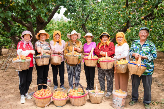 果满夏庄，“杏”运随行——夏庄街道少山红杏采摘季圆满落幕