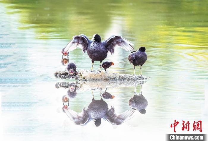 7月7日，河北省平泉市瀑河湿地公园，白骨顶鸡带领雏鸟在水里嬉戏。　王永兴 摄