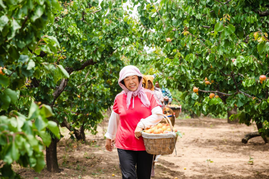 果满夏庄，“杏”运随行——夏庄街道少山红杏采摘季圆满落幕