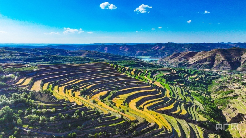庄浪县柳梁镇赵岔村小麦种植基地（央广网发 李鼎 摄）