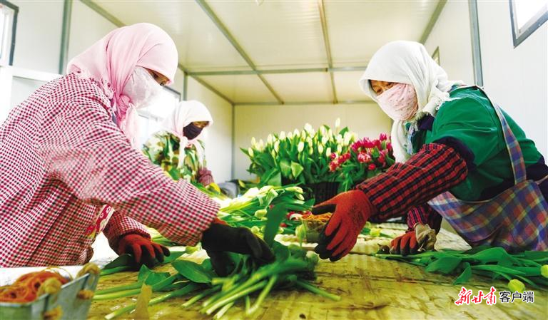 村民在车间内分离、修剪、包装芍药花
