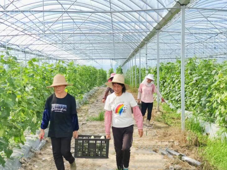 吉安永新县：羊角蜜喜丰收