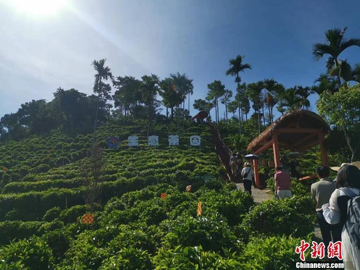 图为可供观看、采摘的生态茶园。 中新网记者 谢艺观 摄