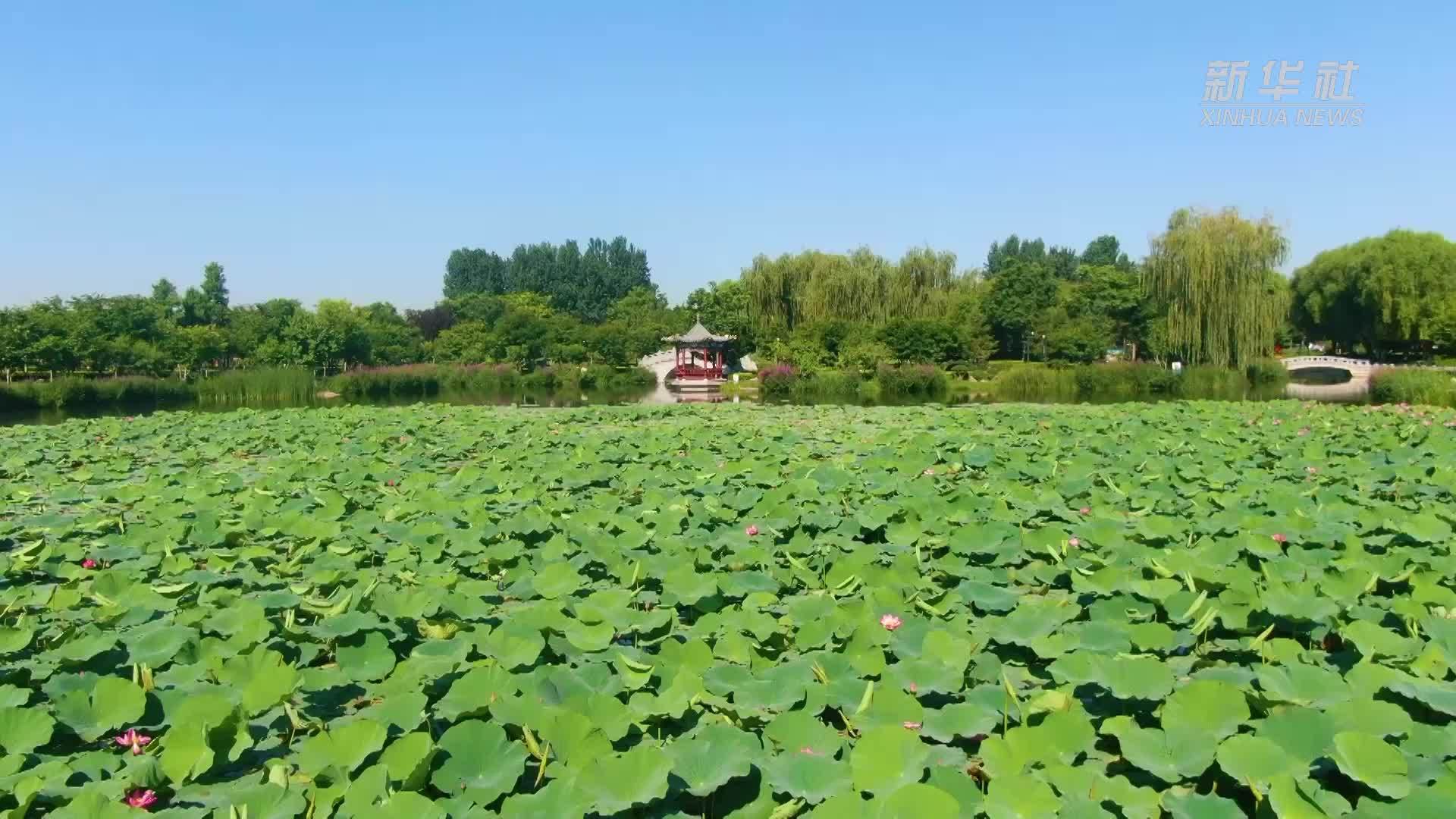 千城胜景｜河北正定：古城盛夏荷花香 花开朵朵幽韵长