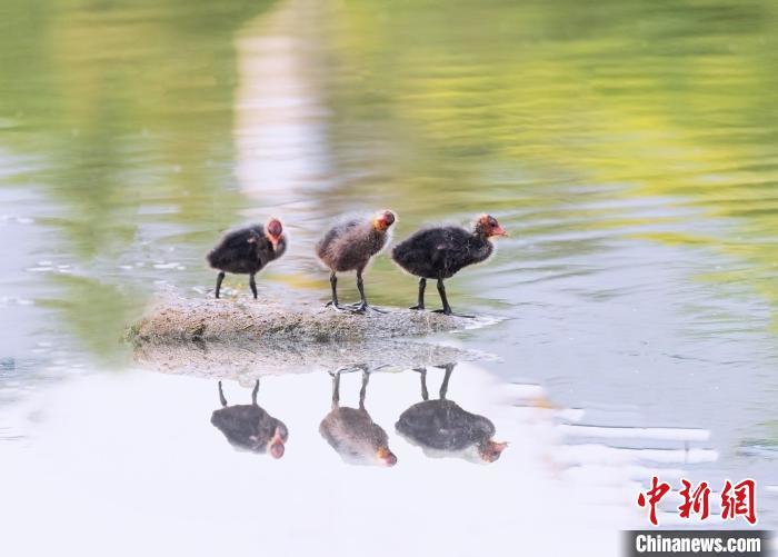 7月7日，河北省平泉市瀑河湿地公园，拍摄到的白骨顶鸡雏鸟。　王永兴 摄