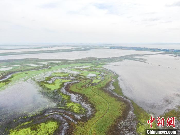 夏日时节,江西鄱阳湖南矶湿地国家级自然保护区水草丰茂,一个个大小不一的碟形湖点缀其中,秀美如画。 刘力鑫 摄