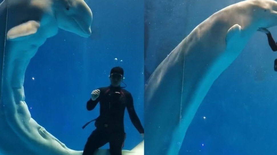 足足16块腹肌！被一只白鲸帅到了