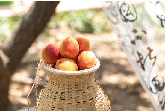 果满夏庄，“杏”运随行——夏庄街道少山红杏采摘季圆满落幕