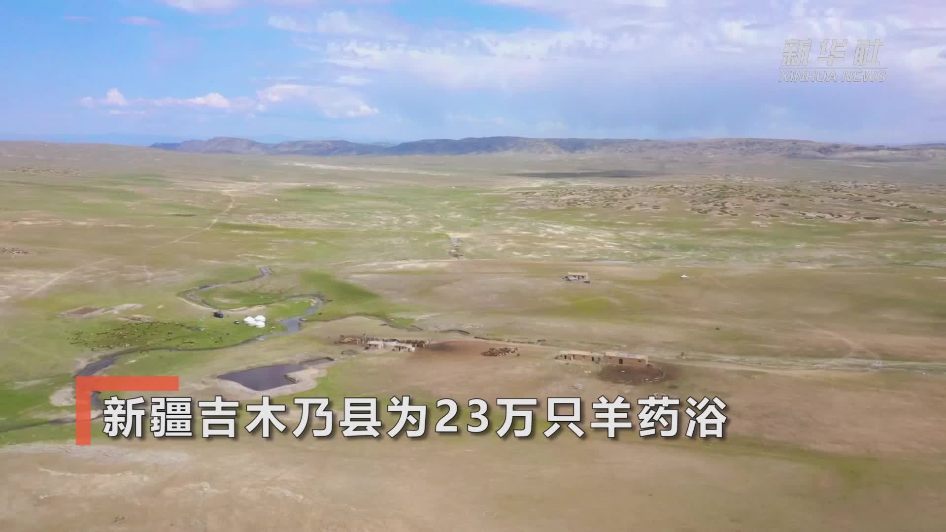 新疆吉木乃县为23万只羊药浴