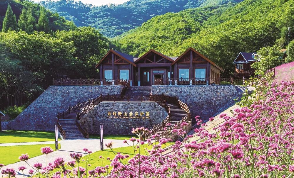 柳河云岭野山参保护区。 张希晨 摄