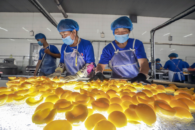 7月4日，工人在遵化市一家食品生产企业车间精选桃罐头原料。