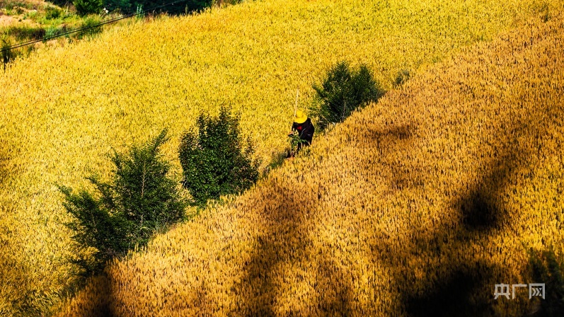 庄浪县小麦渐入成熟期即将开镰收割（央广网发 张沛杰 摄）